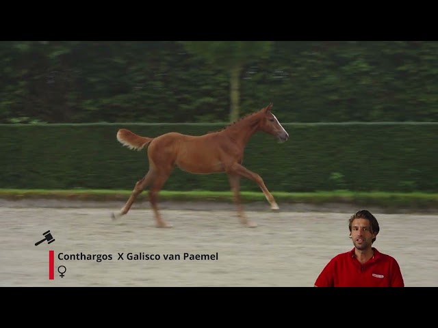 Conchita van de Mastwijk Z