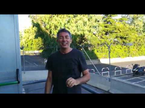 Il Leone e il Gorilla