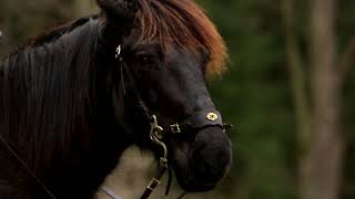 Hackamore ramena F.R.A. Barco