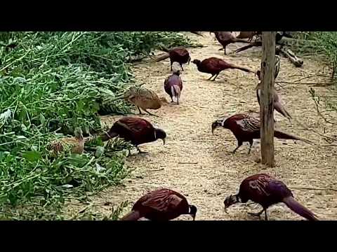 La passion du gibier