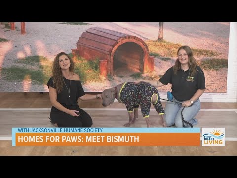 Homes for Paws | Meet Bismuth - YouTube