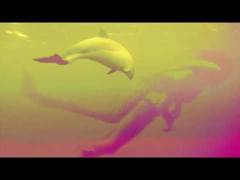 THE MONKEES - PORPOISE SONG MUSIC VIDEO