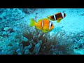 Scuba World Divers, Scuba World Divers Makadi Bay, Ägypten, Hurghada
