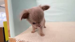 チワワ(ロング)の動画01