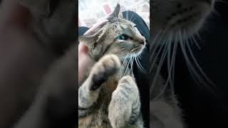 Download lagu Tenang~~ ribut jiwa~~ ^^ 😂 mp3