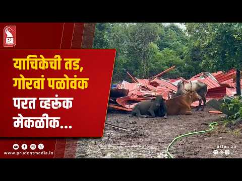 Quepem Gaushala: HC Disposes Dhyan Foundation's Plea 