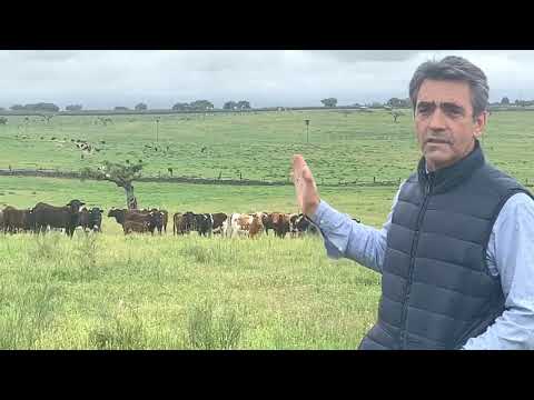 LOTE DE CUBRICION DE «GRANITO» DE GANADERIA MONTEVIEJO DE VICTORINO MARTIN. DEFENSA DE ENCASTES.