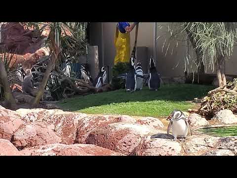10/03/2020: SeaWorld San Diego: Penguin Exhibit (4k)