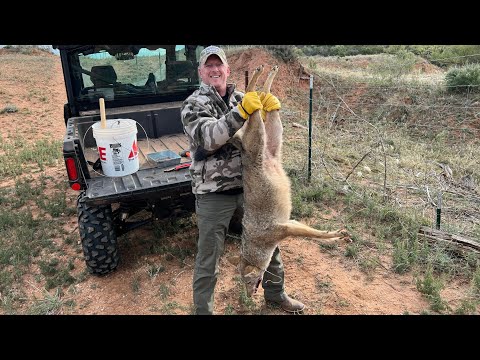 Trapping Coyotes with a “Loaded” Snare