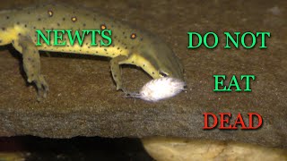 Newts don't eat dead
