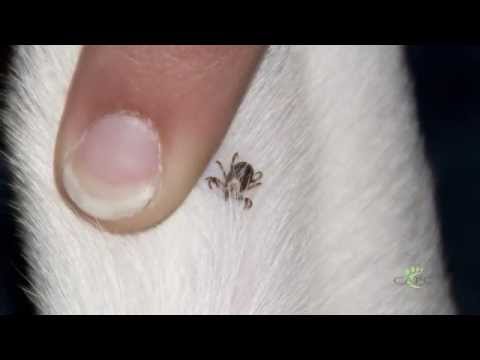 American Dog Tick