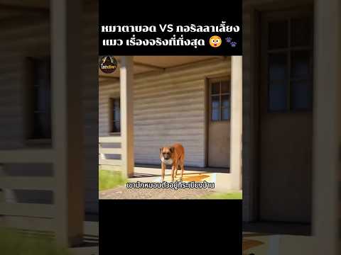 หมาตาบอด vs กอริลลาเลี้ยงแมว เรื่องจริงที่ทึ่งสุด 😲🐾