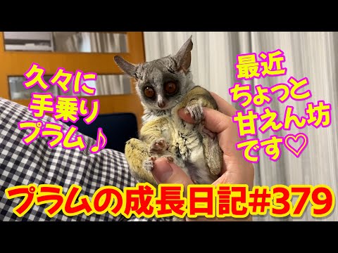 Bushbaby Plum's Growth Diary ショウガラゴ プラムの成長日記 #379