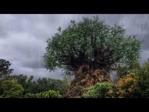 Walt Disney Ambience Disney World Animal Kingdom Tree of Life Ambience