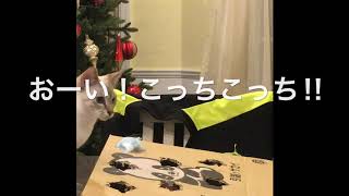 猫のモグラ叩き(自作)猫のモグラ叩きは猫パンチ⁈