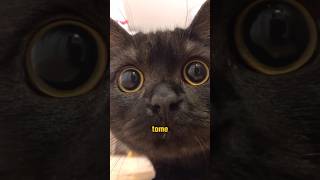 Os SEGREDOS Das Pupilas do GATO 🐈🐈‍⬛ #curiosidades #natureza #animais #gatos #gato