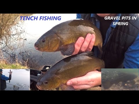 TENCH FISHING ON A CLEAR WATER GRAVEL PIT. Natural Lake In Spring For Tench. Time For Tench. 30.3.21