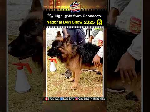Over 300 Dogs from 45 Breeds Shine at Coonoor's National Dog Show #funkachitra