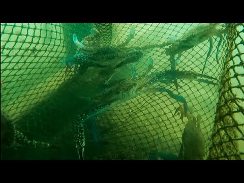 Alimasag Fresh from the Cage | Catch & Cook | Alimasag Kare-kare Recipe Sarap! 😋