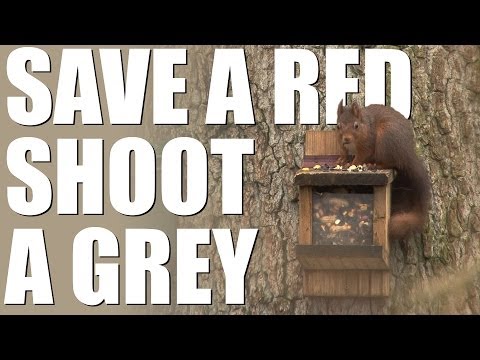 Red Squirrel Rangers shooting greys Red Squirrel Rangers shooting greys