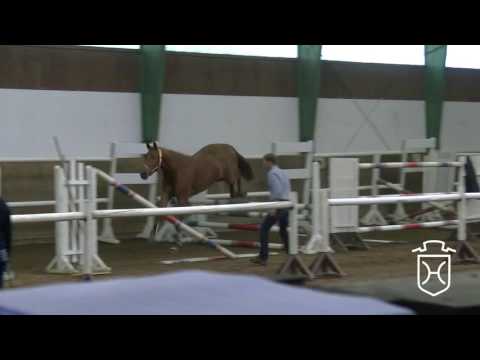 04 Holsteiner Stute von Cascadello I - Cartani - Con Air