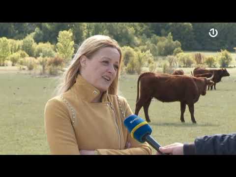 Roško polje: Farma SALERS goveda