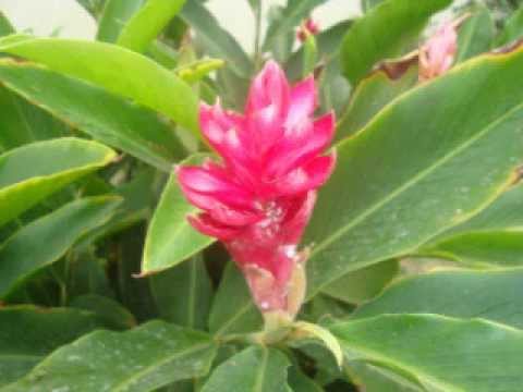 Polinização de gimnospermas e angiospermas