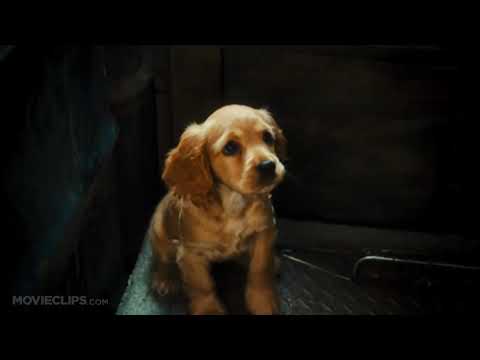 cats and dogs funny crazy movie