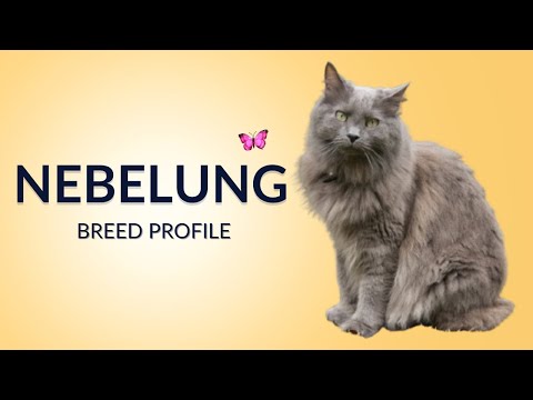 Nebelung Cat Breed Profile History - Price - Traits - Grooming Needs - Lifespan