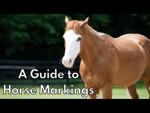 A Guide to Horse Markings