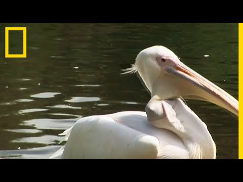 Impressionnant : un pélican gobe un pigeon