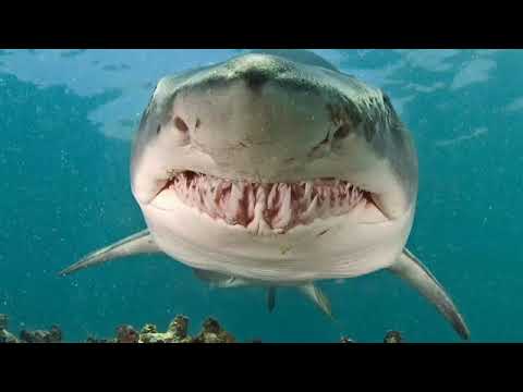 Private equity exec Rohina Bhandari k111ed by tiger shark during Costa Rica visit