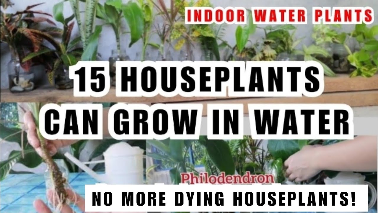 15 INDOOR PLANTS THAT CAN GROW IN WATER - Recycled Materials / Mga Halaman na Nabubuhay sa Tubig