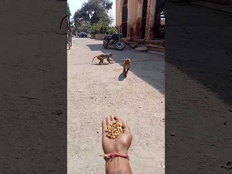 seva bhav ll🚩ll (jai Shree ram) #ram #gaay #dog #animals #seva #sorts #youtubeshorts #shortsfeed