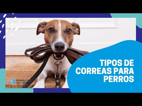 Tipos de 【 CORREAS PARA PERROS 】 🐶 | ¿Cuál es la que mejor se adapta?