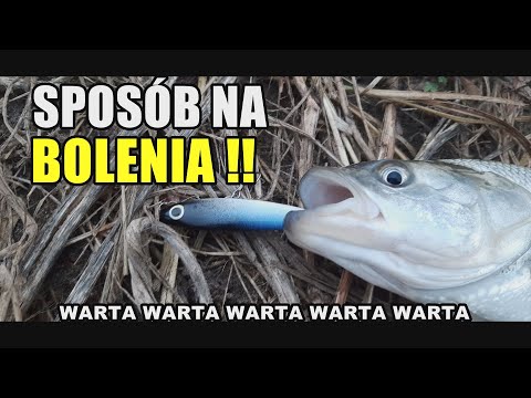 JESIENNY SPINNING RZECZNY - Sposób na BOLENIA!! (Warta, Pyzdry) #bolenie #Warta #jesienny spinning