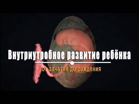 Внутриутробное развитие ребёнка. Все этапы беременности