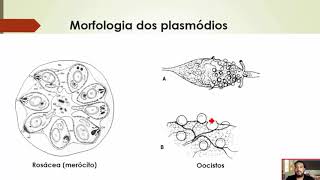 Malária (Plasmodium) | Curso de Parasitologia Humana Básica e Clínica | IBAP Cursos
