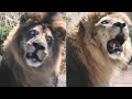 Zoombies 2016 Lion Screen Time
