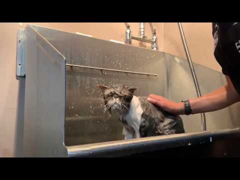 Dry Shampoo or Not? A Real Bath on a Persian Cat