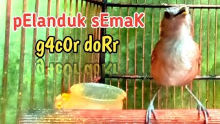 Download lagu peLanduk semak/blondotan gacor ngleper pancingan & masteran piLihan. mp3 Download lagu peLanduk semak/blondotan gacor ngleper pancingan & masteran piLihan. mp3