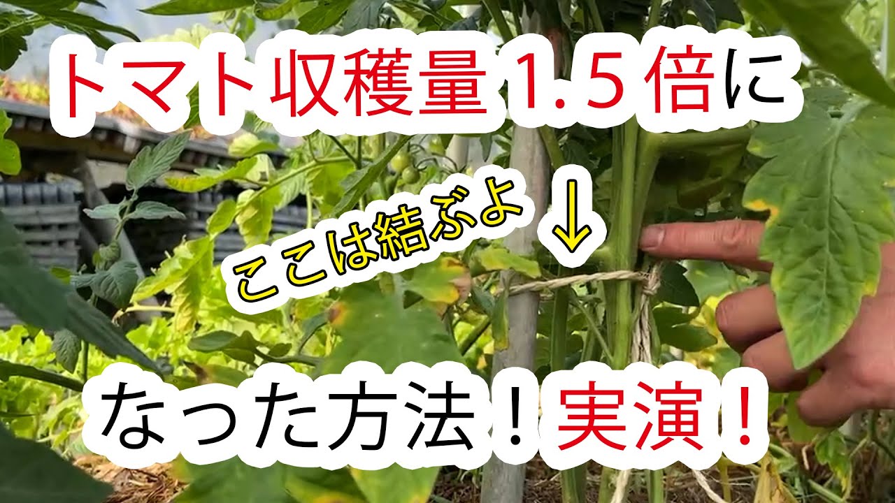 収穫量1.5倍!自然栽培トマトの誘引術