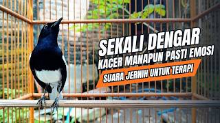 Download lagu suara BURUNG kacer GACOR ngeplong KONSLET Tarung ini Paling Ampuh buat PANCINGAN KACER agar EMOSI mp3