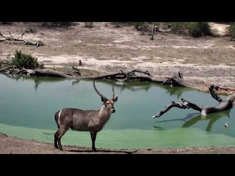 Djuma: Warthog wallow and drinks also Waterbuck bull - 13:17 - 11/21/18