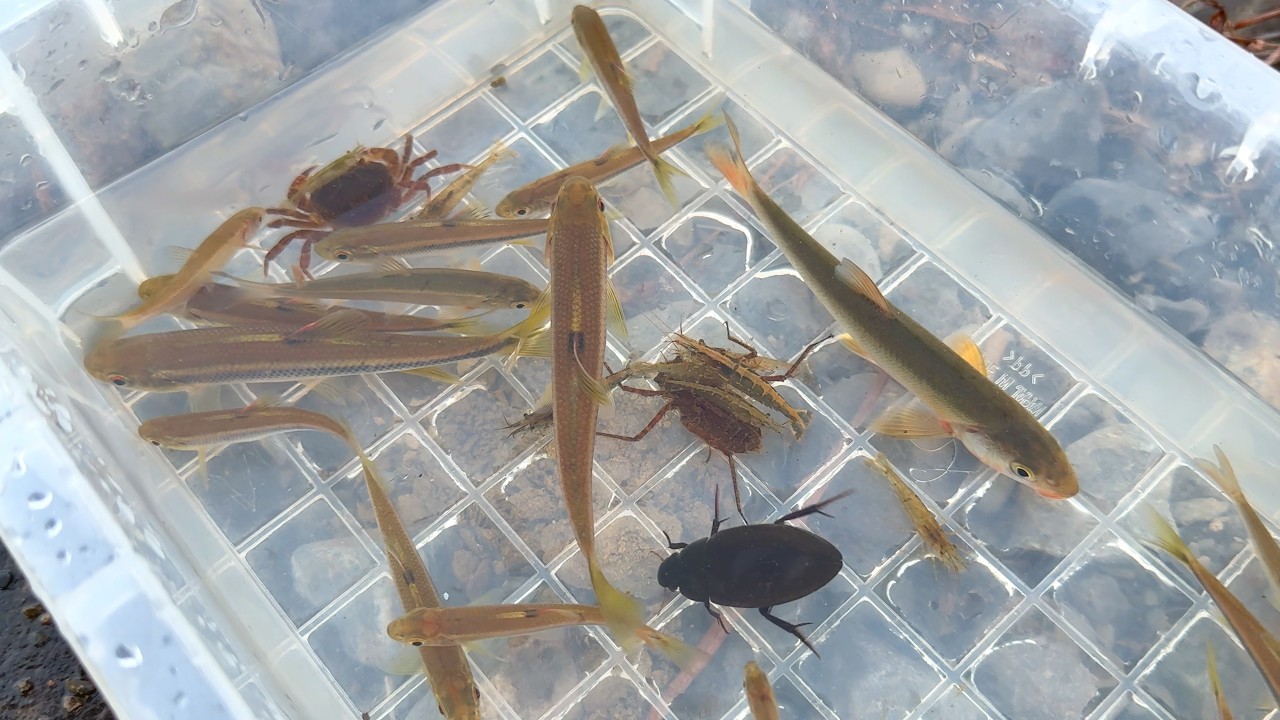 ガサガサで石の裏にいる生き物を捕獲して観察。魚、水生昆虫など。