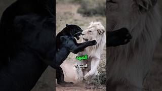 مواجهة بين الفهد الأسود واشرس الحيوانات من سوف ينتصر الفهد الأسود الاسد النمر عالم الحيوانات