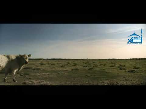 Ngjarja e tre Benu Israileve - Hoxhë Elbasan Mangjolli