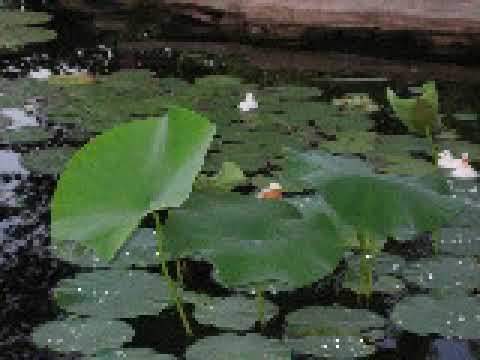 Bài tình ca xếp lại - Quốc Duy