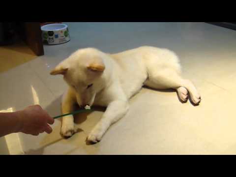 Mini 的牙膏初體驗(原發表者:Woody麻)(影片)