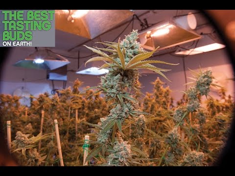 Best Tasting Buds on Earth - May 2016 Preview